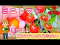 ミニトマト/差が出る梅雨に気を付けたい重要なポイント/家庭菜園/2023年