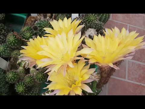 Экскурсия в кактусную теплицу.Andreas Wessner Echinopsis-Hybride.Kakteen.2020.198.