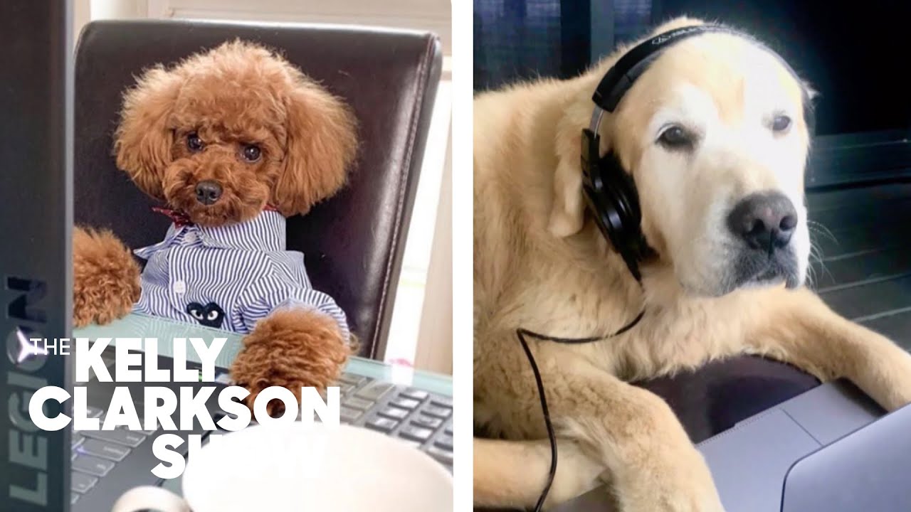 Pics Of Adorably Happy Dogs Working From Home Bring Much-Needed Joy