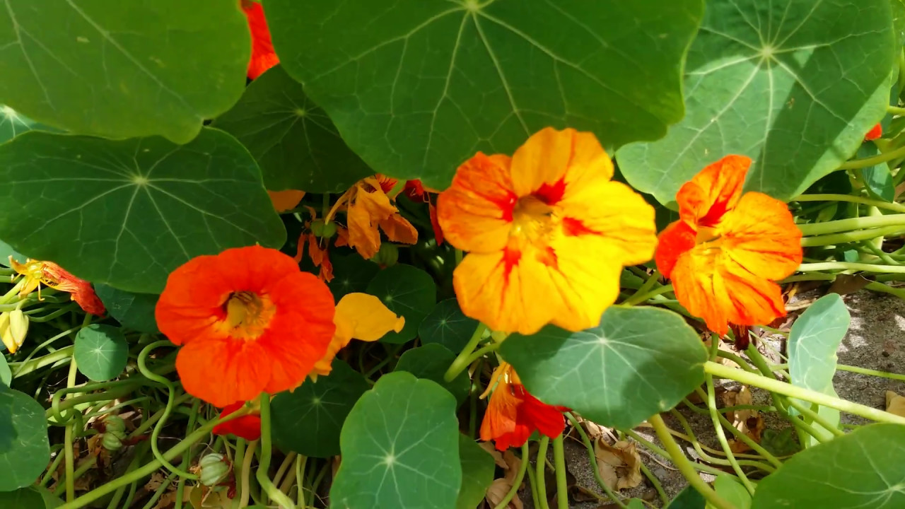Nasturtium blooming in my garden. YouTube