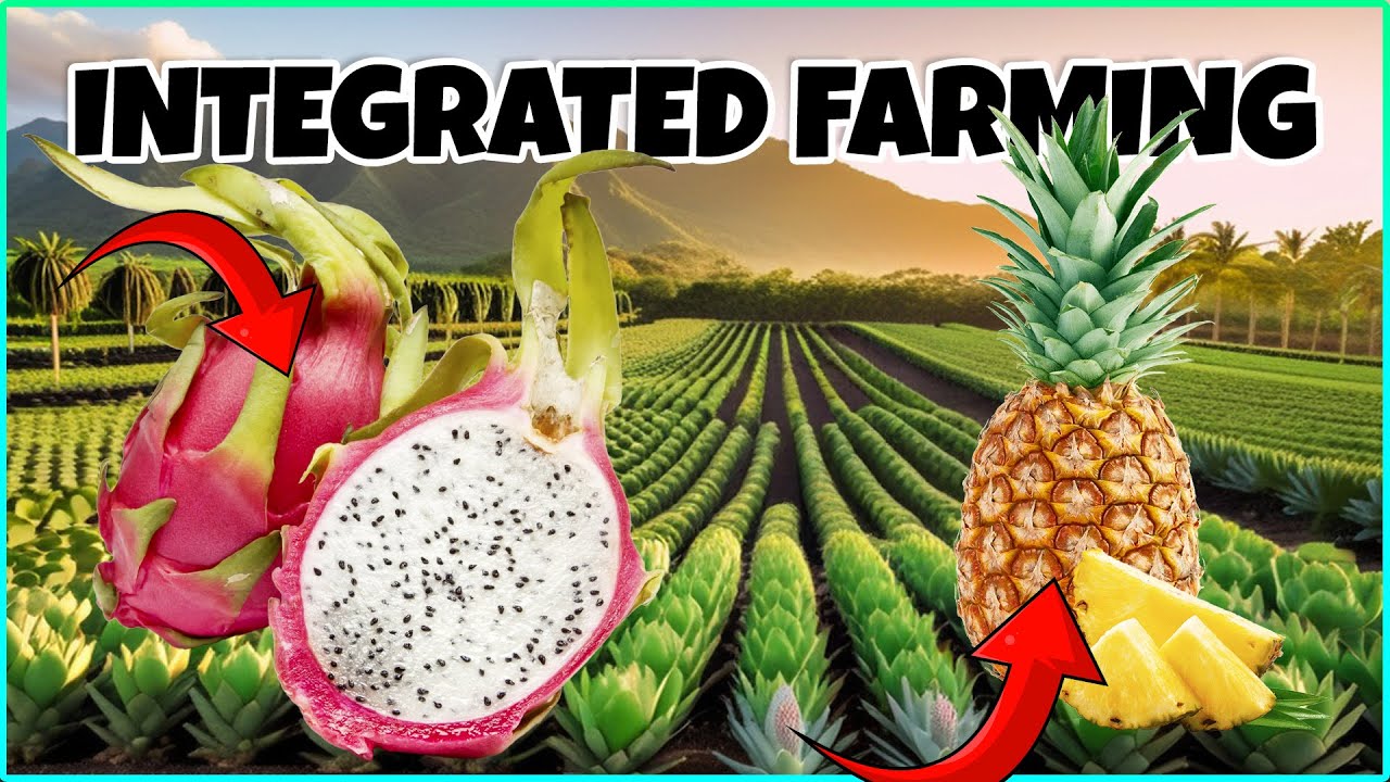 Integrated Dragon Fruit and Pineapple Farming