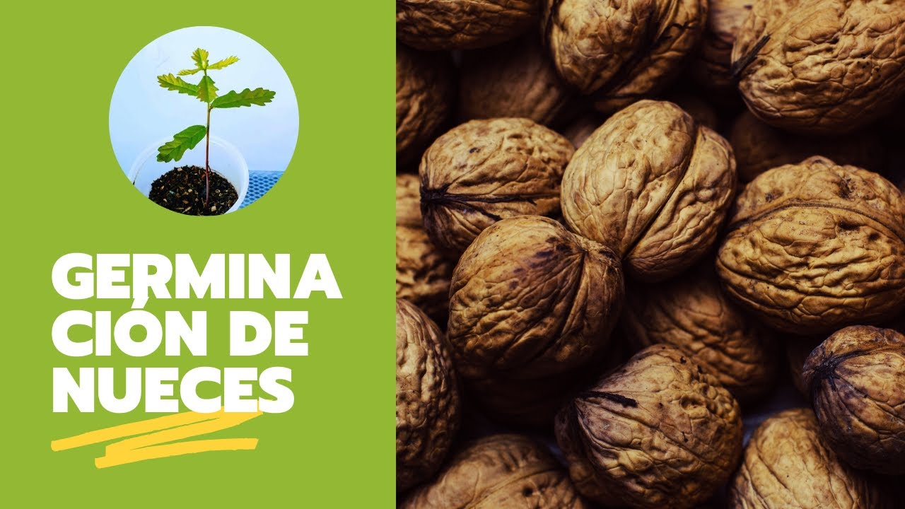 Cómo germinar nueces