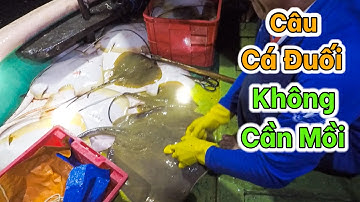 Thả 30.000 Lưỡi Câu Không Cần Mồi Ngư Dân Trúng Đậm Cá Đuối | Câu Kiều