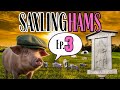 Our First Pigs Arrive on the Farm! | SaxlingHAMs | #3 | Farming Simulator 25