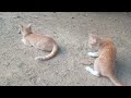 Funny cats 😂 episode 84 | 🤣😅 New Funny Cats Videos 😸😸#shorts