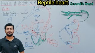 Reptile heart | Crocodile Heart | Evolution of vertebrate Heart | Fsc Biology class 11