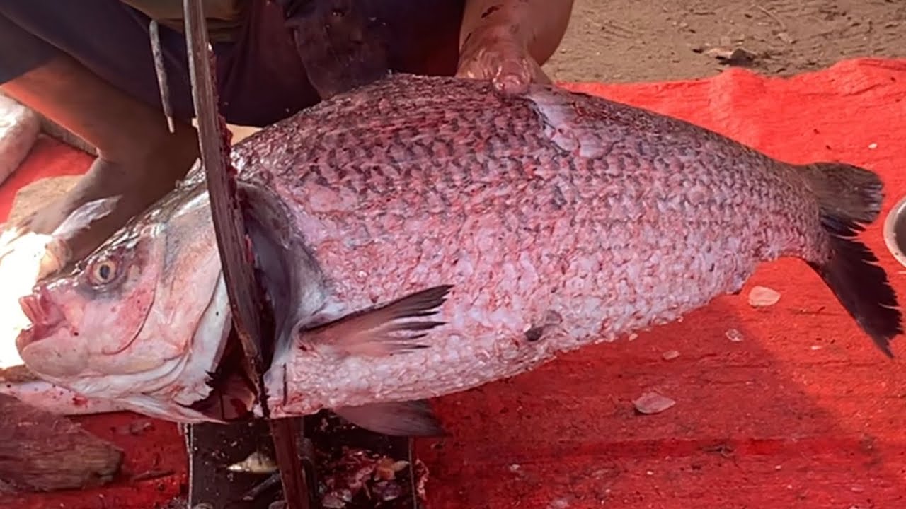 I never seen ll amazing big Katla fish cutting live skills by expert fish cutter in Fishmarket 