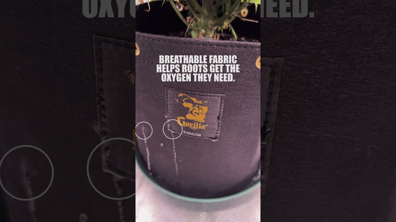 Почему тканевые мешки для выращивания растений лучше для корней | Кислород, дренаж и более здоров...