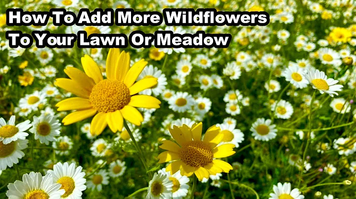 How To Turn Your LAWN into A WILDFLOWER MEADOW