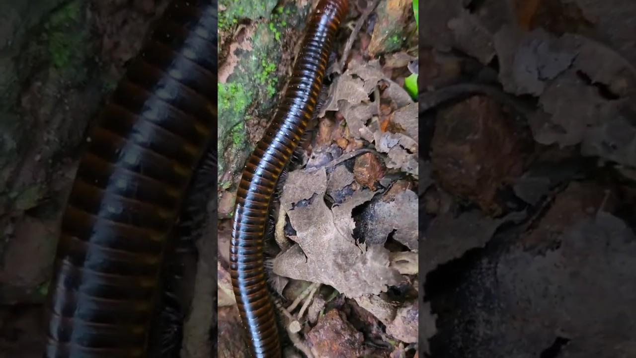 OMG! incredible king of millipede so huge incredible action amazing 