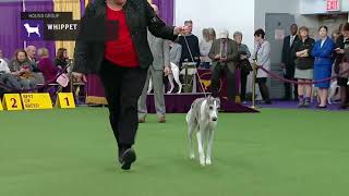 whippet dog show