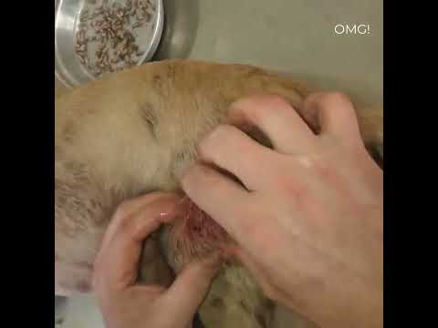 Mangoworm verwijderen van puppy! Hondenreiniging van teken, maden! Red luie hond Video&rsquo;s van dierenredding