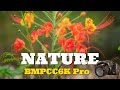Dubai Nature Spring | BMPCC6K Pro | Dehancer Pro