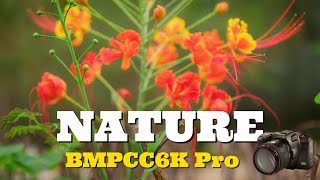 Dubai Nature Spring | BMPCC6K Pro | Dehancer Pro screenshot 5