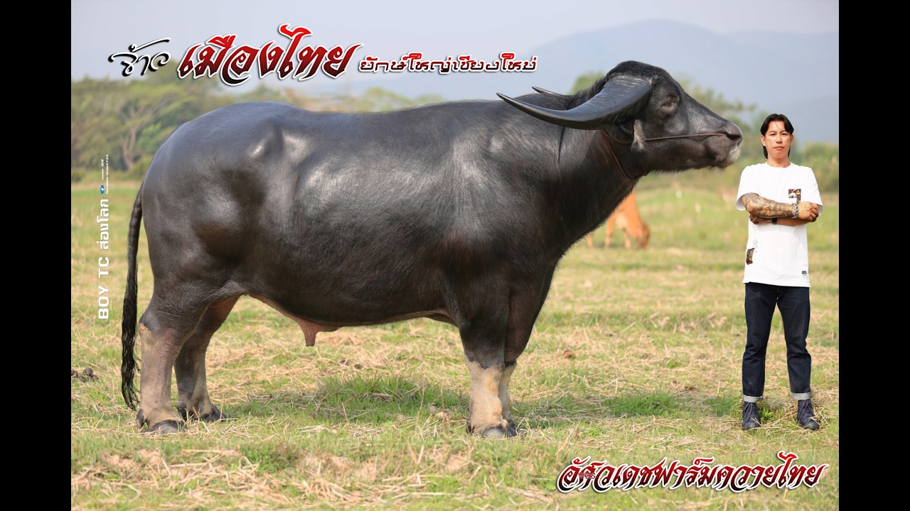 เจ้าเมืองไทย ยักษ์ใหญ่เมืองเชียงใหม่