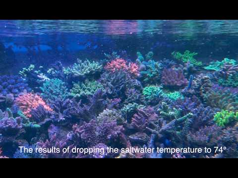 What happens when you drop and keep your saltwater aquarium water temperature at 74°