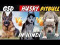German Shepherd Vs Husky Vs Pitbull in Hindi || Dog Comparison ||