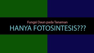 Fungsi Daun pada tanaman hanya Fotosintesis