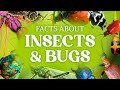 Cool bug facts  other insect facts you have to know