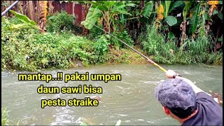 Umpan jitu mancing ikan tawes pakai daun sawi