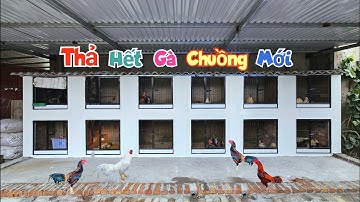 Sơn Xong Chuồng Mới Thả Vào Toàn Bộ Gà Nhà Đang Nuôi Xem Có Bao Nhiêu Con / Quế Nghịch