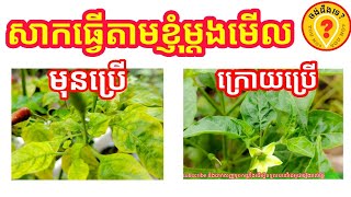 វិធីធ្វើថ្នាំបាញ់លើដើមម្ទេសក្រហមស្លឹក how to make natural drug to relive the yellow leaf on chillies