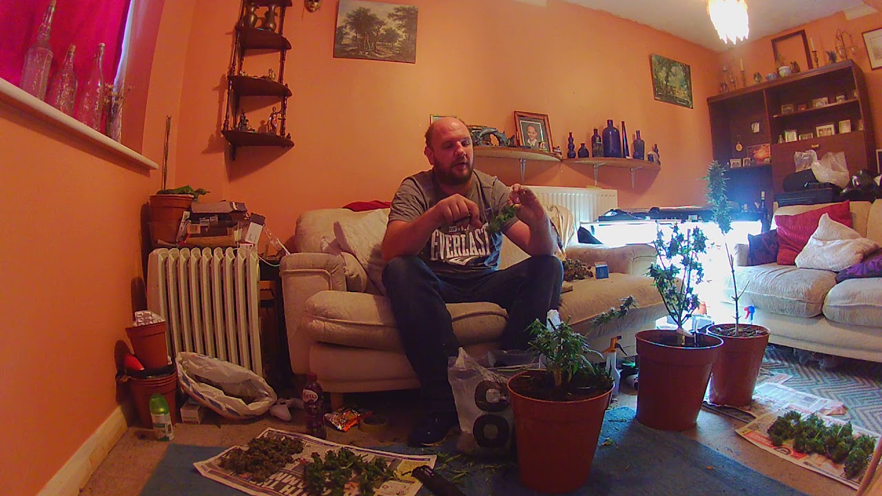 harvesting the royal haze by royal queen seeds sponsor package grow