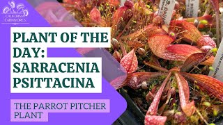 Plant of the Day; Sarracenia psittacina
