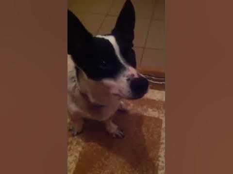 Смешной пес - YouTube
