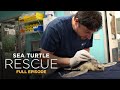 Glenn's Turtle Recovery and Challenges