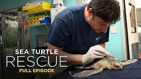 Sea Turtle Rescue 101: Saving Kemp's Ridley Turtles - DayDayNews