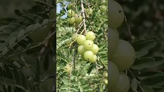 #shorts #fruit #season #utubeshorts #viral #viralshort #viralreels #shortscreatorofficial