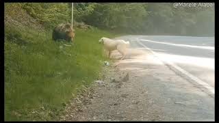 Brave dog  scares off grizzly bear to protect its owner.