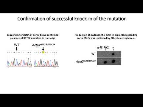 Characterization of Vascular Diseases in the Acta2 R179C/+ Mouse Model of Smooth Muscle...