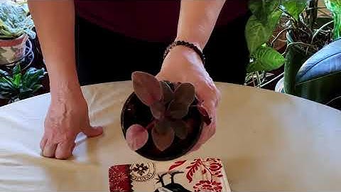 What Root Rot Looks Like in African Violets