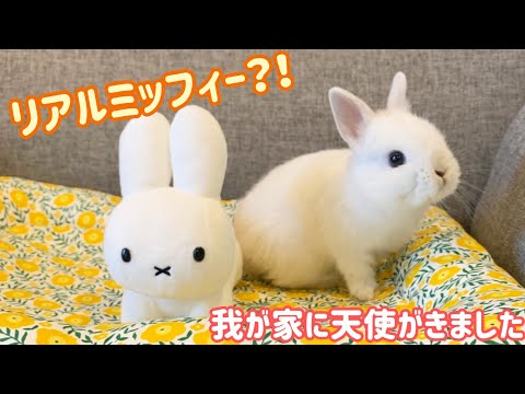 我が家の子うさぎがリアルミッフィーにしか見えない！My baby rabbit