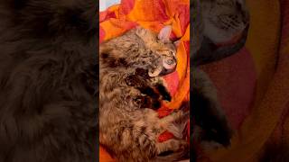 Newborn Maine coon kittens #mainecoonkittens #mainecoon #kitten #babyanimal #cutecat #cattery #cat