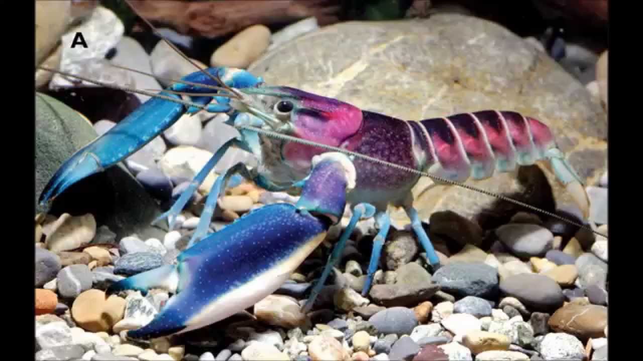 Cherax (Astaconephrops) pulcher, a new species of freshwater crayfish (Crustacea, Decapoda...