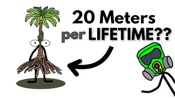 The Walking Tree | Socratea Exorrhiza (Walking Palm Tree)