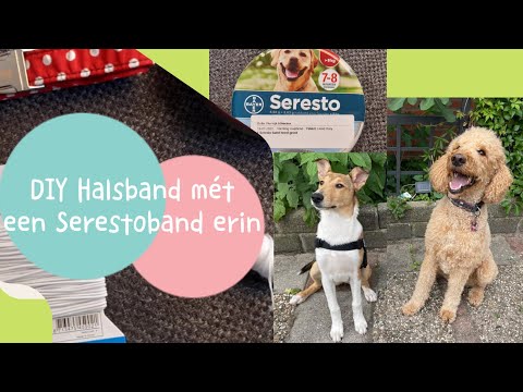 Video: Werk vlooihalsbande?