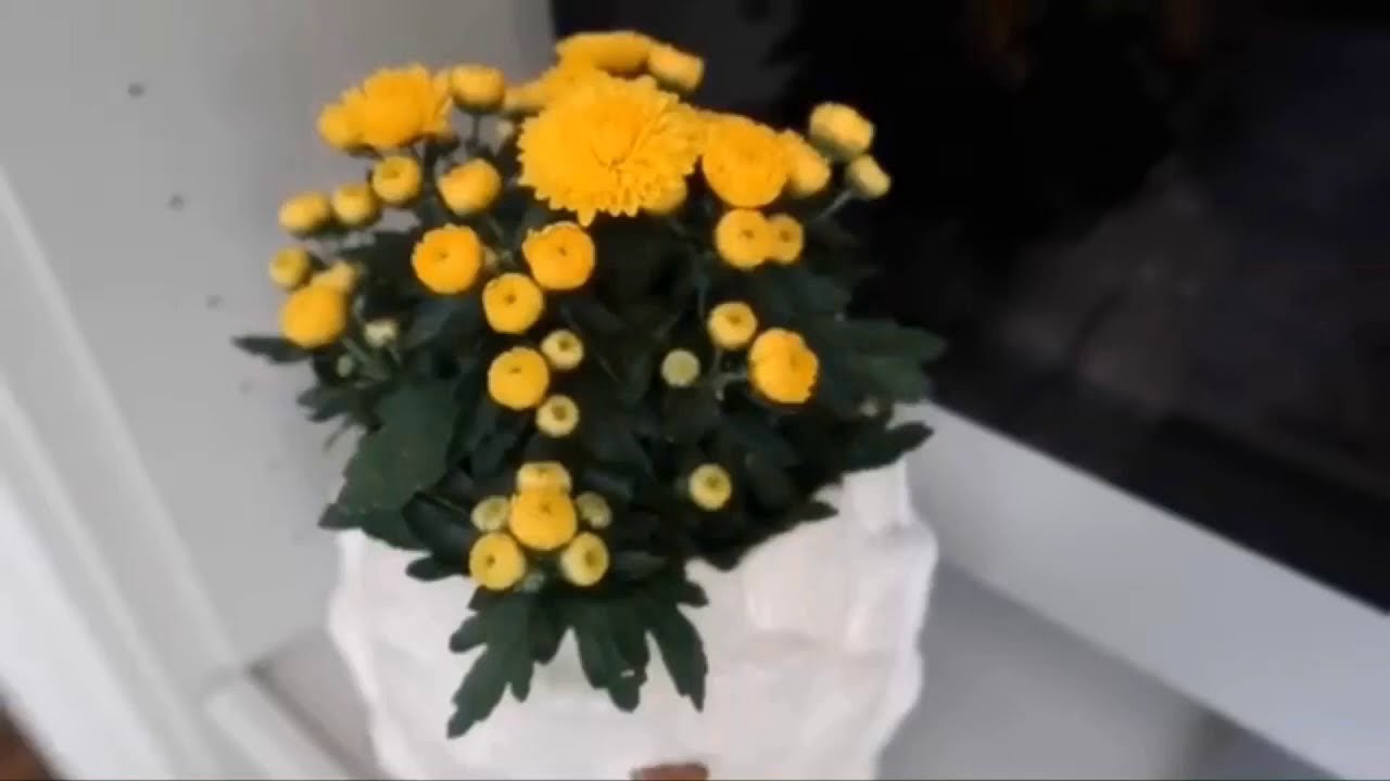 #5DollarGoodwillChallengeFall2020