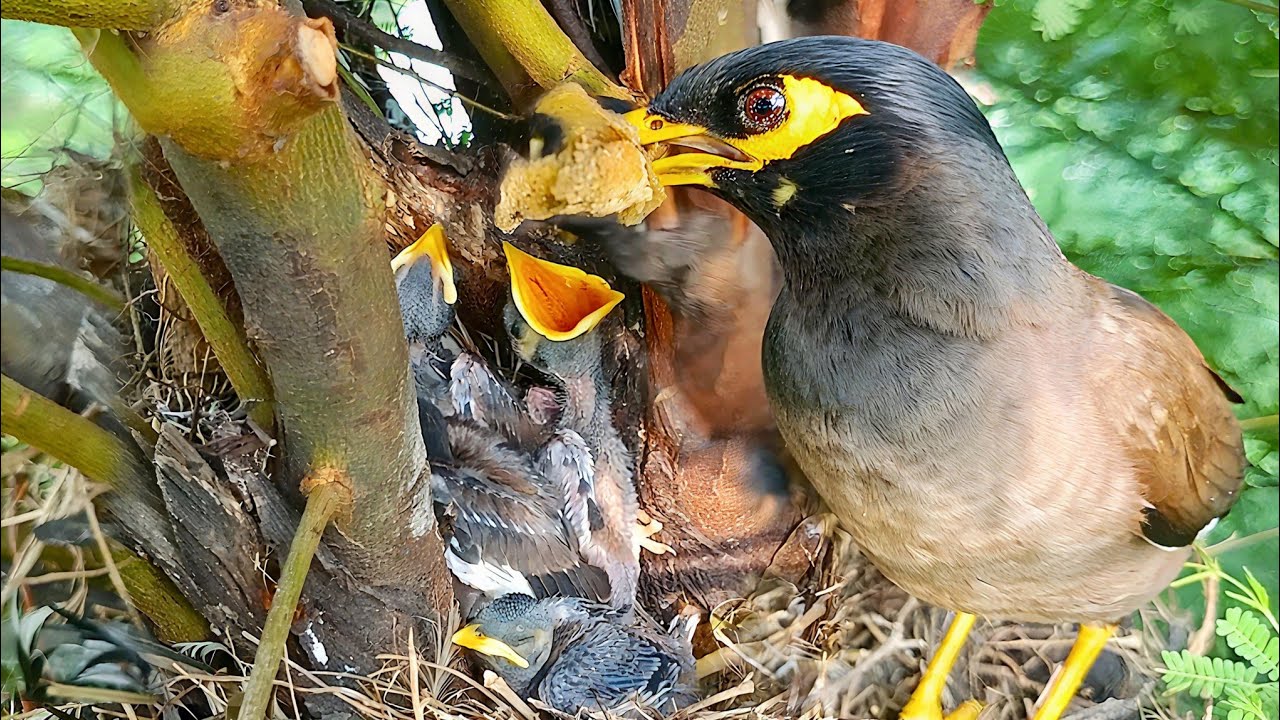Myna Mother Feeding Fresh Food to Little Chicks @Birdsbabies7786 
