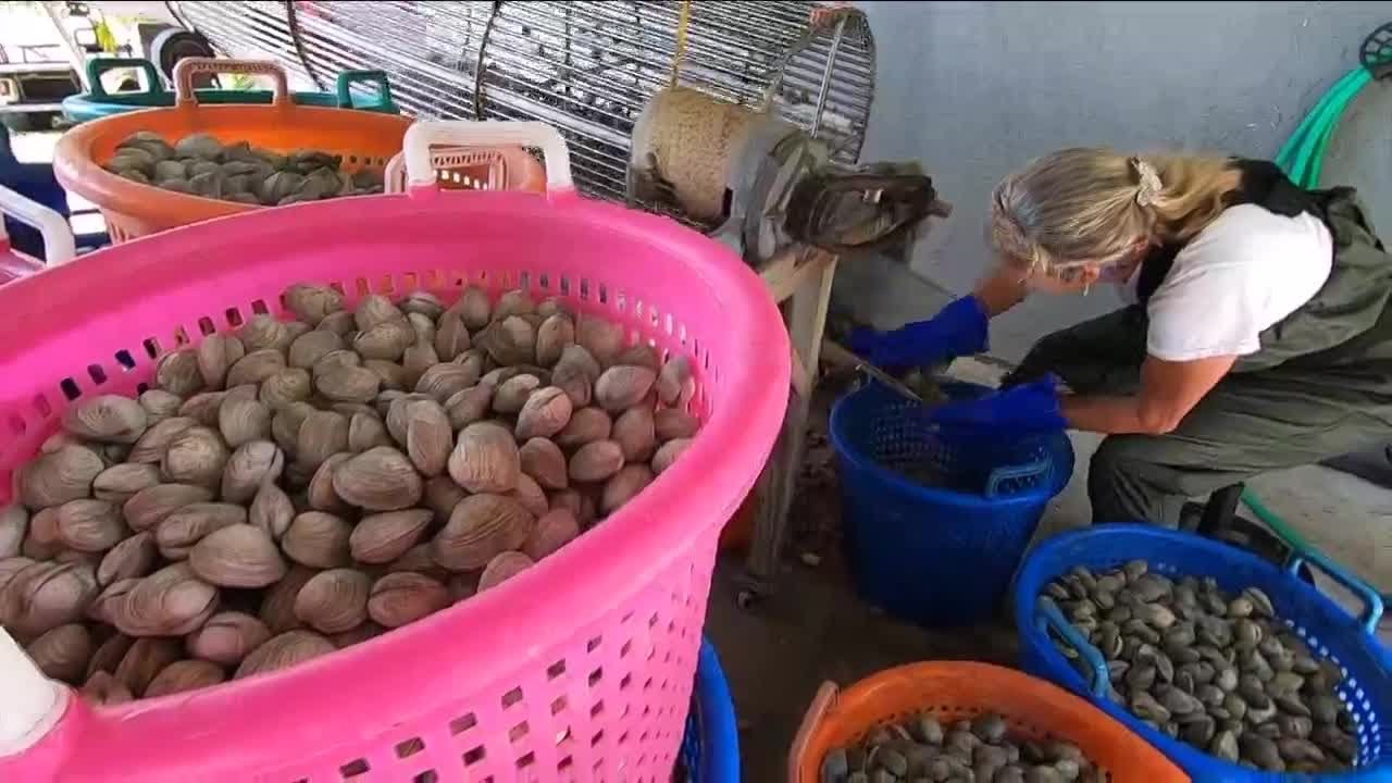 Sarasota Bay Watch volunteers drop clams in bay area YouTube