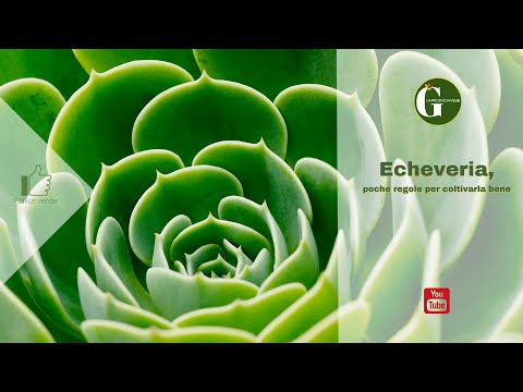 Video: Allegra Echeveria in crescita: informazioni sulle piante grasse Echeveria 