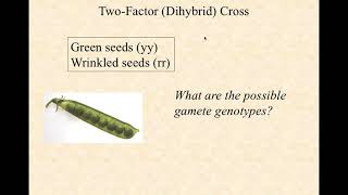 bio210 video lecture mendelian genetics IV