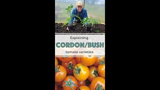 Explaing The Difference Between Cordon Bush Tomatoes