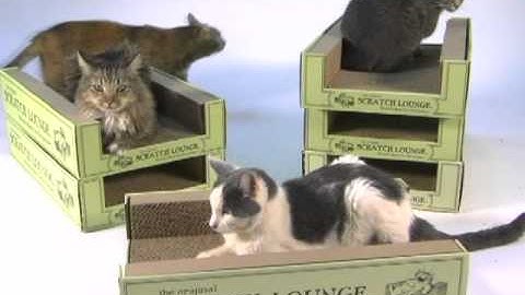 SCRATCH LOUNGE at the LA Kitten Rescue