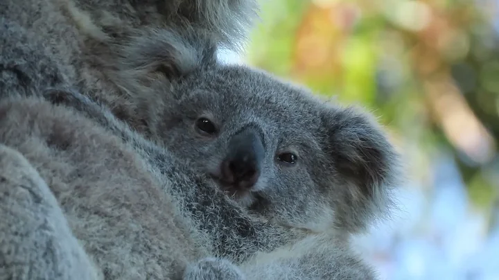 ADOPT Eden wild koala adoptions - fund habitat restoration projects at koala gardens saving koalas