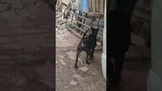 Naik Anjing Ae Naik Anjing