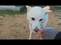 Sonoma can be touched while eating a treat❤️🥓